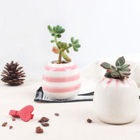 Set of 6 Mini Ceramic Succulent Plant Pots - Bean Concept - Etsy