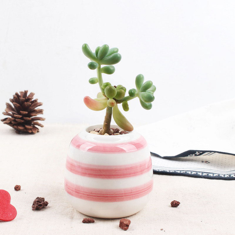 Set of 6 Mini Ceramic Succulent Plant Pots - Bean Concept - Etsy