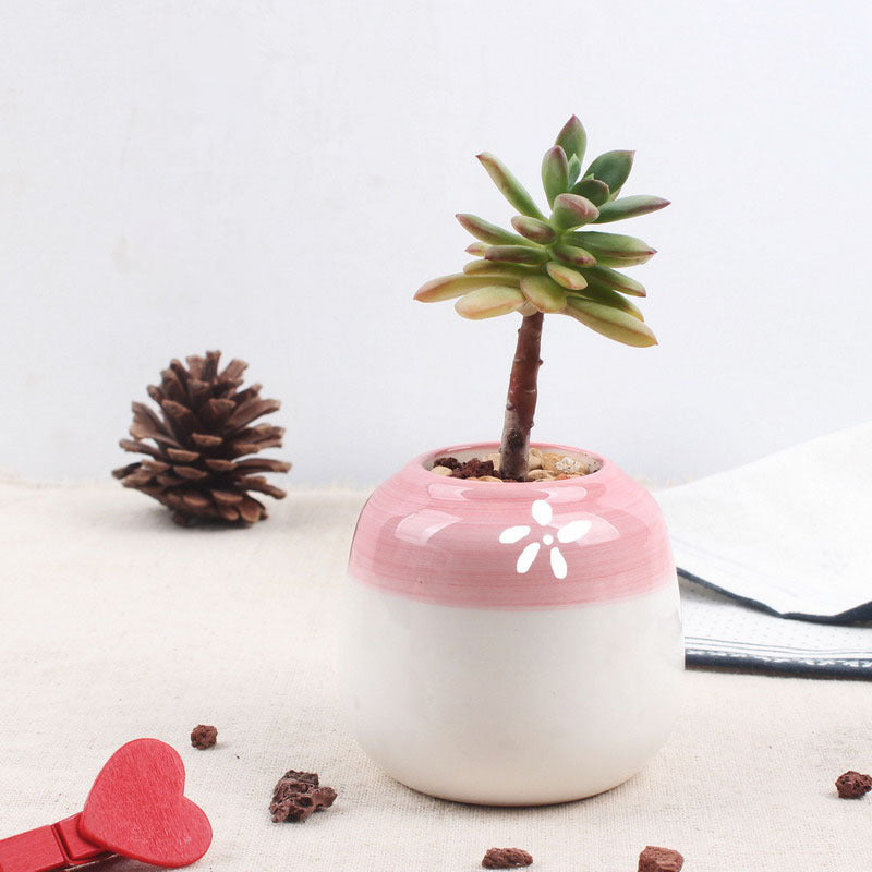 Set of 6 Mini Ceramic Succulent Plant Pots - Bean Concept - Etsy
