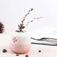 Set of 6 Mini Ceramic Succulent Plant Pots - Bean Concept - Etsy