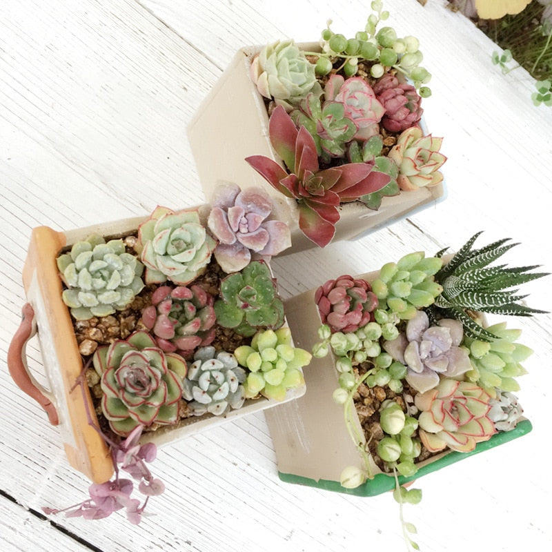 Set of 3 Vintage Succulent Plant Pots - Bean Concept - Etsy