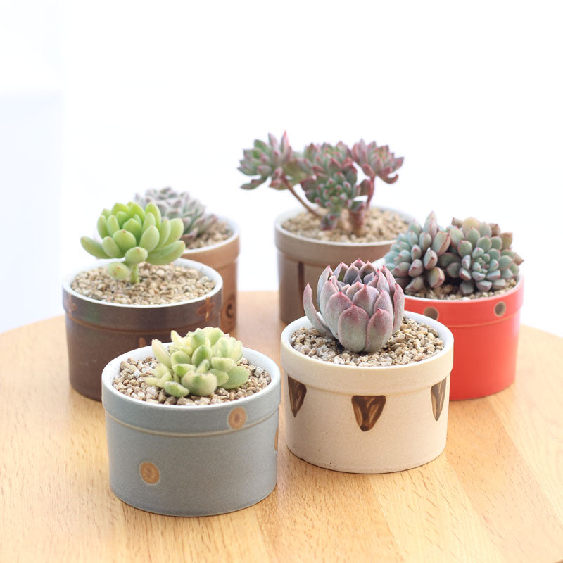 Set of 6 Japanese Transmutation Glazed Ceramic Flower Plant Pots - Bean Concept - Etsy