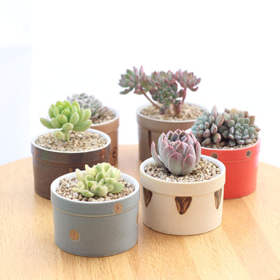 Set of 6 Japanese Transmutation Glazed Ceramic Flower Plant Pots - Bean Concept - Etsy