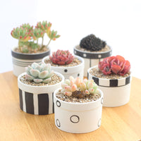 Set of 6 Black Succulent Plant Pots - Bean Concept - Etsy