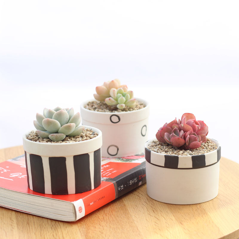Set of 6 Black Succulent Plant Pots - Bean Concept - Etsy