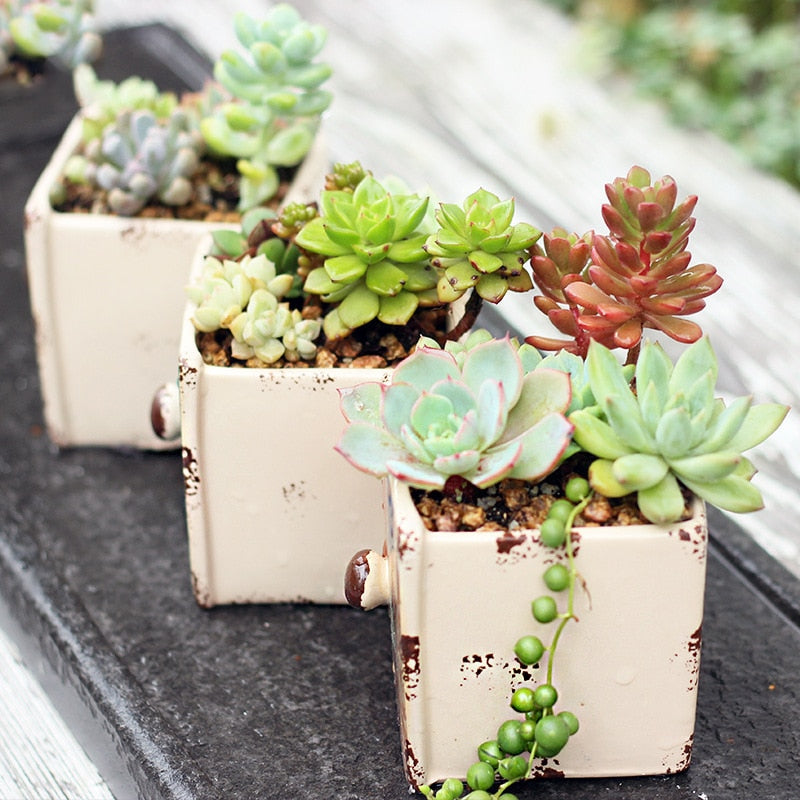 Set of 3 European Succulent Plant Pots - Bean Concept - Etsy
