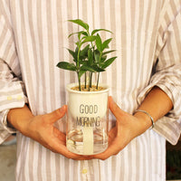 Automatic Watering Plant Pot - Bean Concept - Etsy
