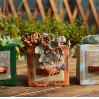 Set of 3 Vintage Succulent Plant Pots - Bean Concept - Etsy