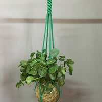Indoor Plant Pot Hanger - Bean Concept - Etsy
