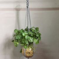 Indoor Plant Pot Hanger - Bean Concept - Etsy