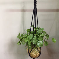 Indoor Plant Pot Hanger - Bean Concept - Etsy