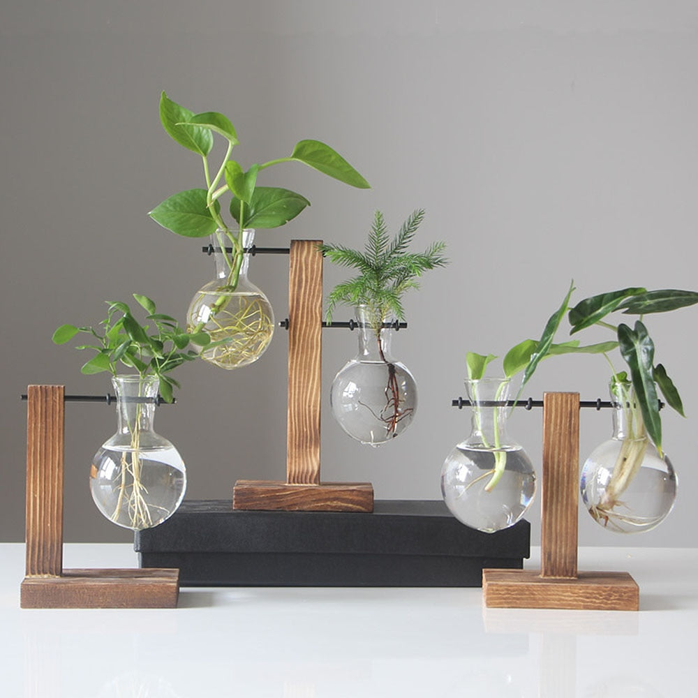 Hydroponic Plant Vases Plant Pot - Bean Concept - Etsy