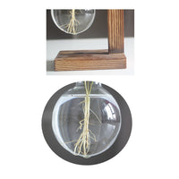 Hydroponic Plant Vases Plant Pot - Bean Concept - Etsy
