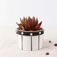 Set of 6 Black Succulent Plant Pots - Bean Concept - Etsy