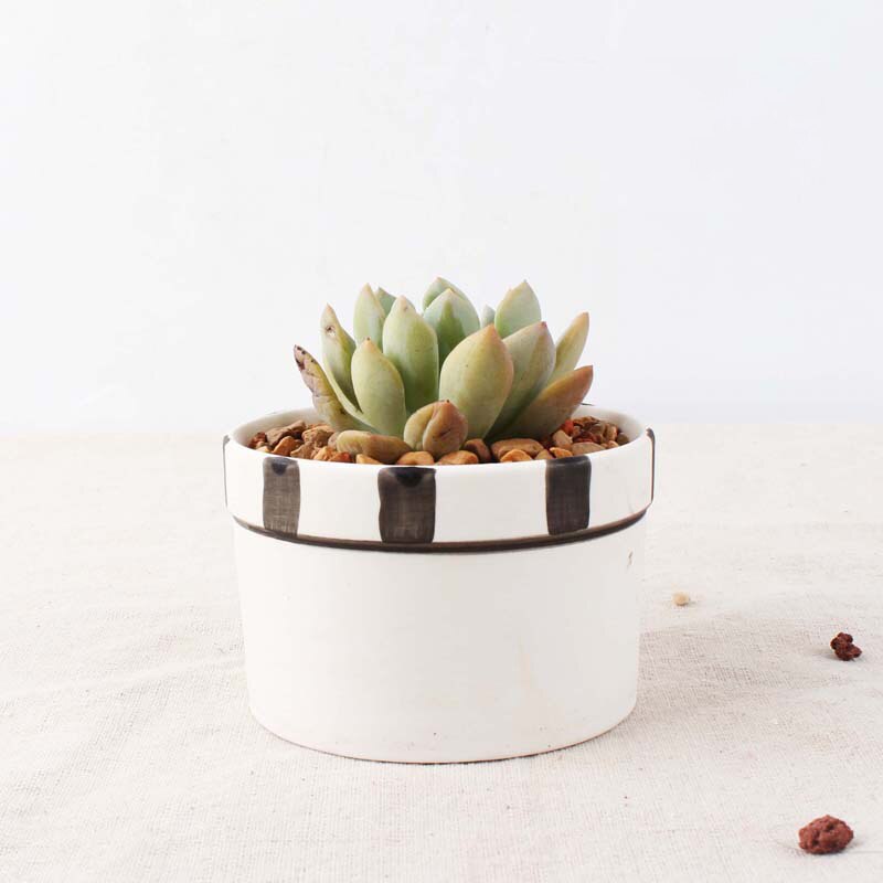 Set of 6 Black Succulent Plant Pots - Bean Concept - Etsy