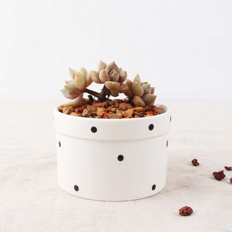 Set of 6 Black Succulent Plant Pots - Bean Concept - Etsy
