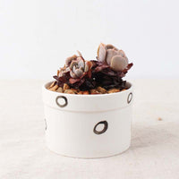 Set of 6 Black Succulent Plant Pots - Bean Concept - Etsy